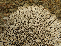 Dimelaena
