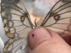 Pseudaphelia apollinaris