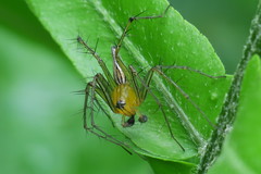 Oxyopes lineatipes