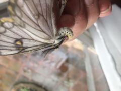 Pseudaphelia apollinaris