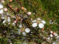 Castiarina xanthopilosa