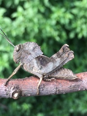 Abisares viridipennis