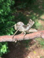 Abisares viridipennis
