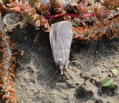 Eudonia cataxesta
