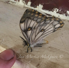 Pseudaphelia apollinaris