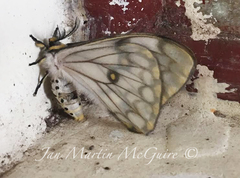 Pseudaphelia apollinaris