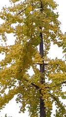Ginkgo biloba
