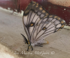 Pseudaphelia apollinaris