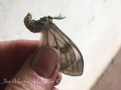 Pseudaphelia apollinaris