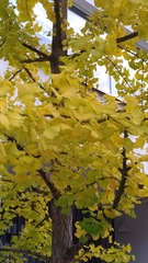 Ginkgo biloba
