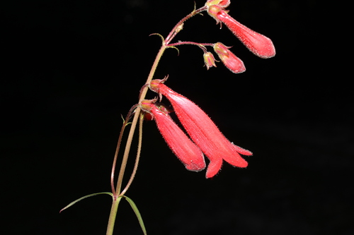 Pine-land Beardtongue (Penstemon plagapineus)
