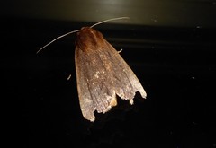 Bityla defigurata