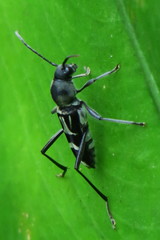 Xylotrechus javanicus