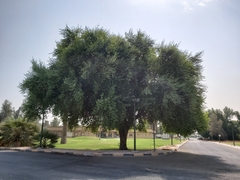 Ziziphus mauritiana