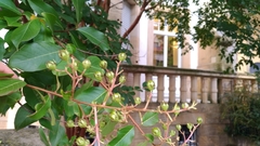 Lagerstroemia indica