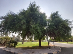 Ziziphus mauritiana