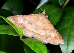 Hypospila bolinoides