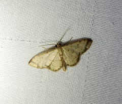 Idaea impexa