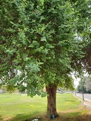 Ziziphus mauritiana