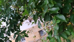 Lagerstroemia indica