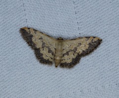 Idaea phaeocrossa