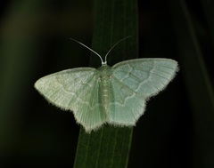Idiochlora minuscula