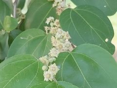 Ziziphus mauritiana