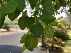 Ziziphus mauritiana