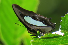Polyura hebe