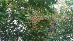 Lagerstroemia indica