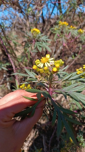 Senecio rudbeckiifolius, photograph 2
