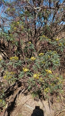 Senecio rudbeckiifolius, photograph (c) Matias Baranzelli, some rights reserved (CC BY)