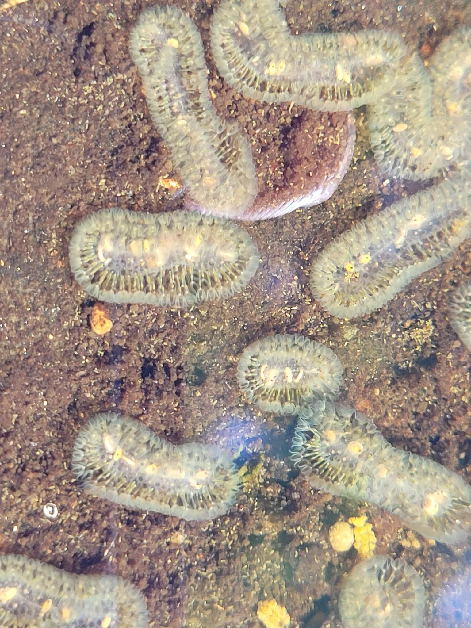 Cristatella mucedo Cuvier, 1798