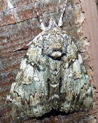 Catocala lacrymosa