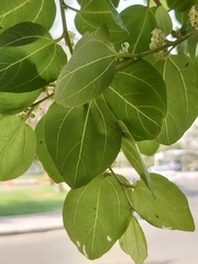 Ziziphus mauritiana
