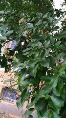 Lagerstroemia indica