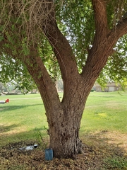 Ziziphus mauritiana