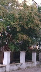 Lagerstroemia indica