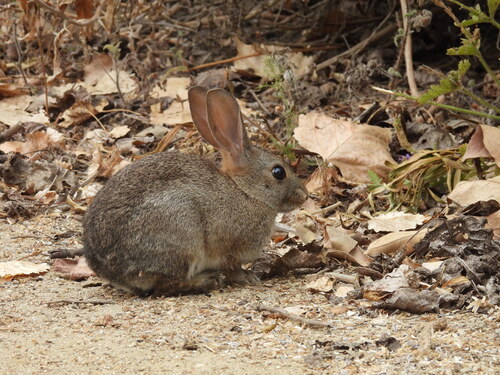 iNaturalist observation photo of Brush Rabbit