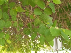Ziziphus mauritiana