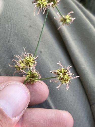 long-anthered rush (Juncus macrandrus)