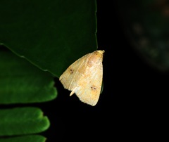 Rivula inconspicua