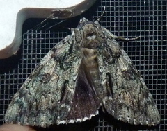 Catocala lacrymosa