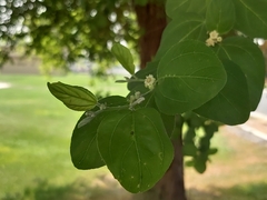Ziziphus mauritiana