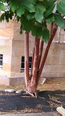 Lagerstroemia indica