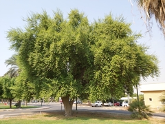 Ziziphus mauritiana