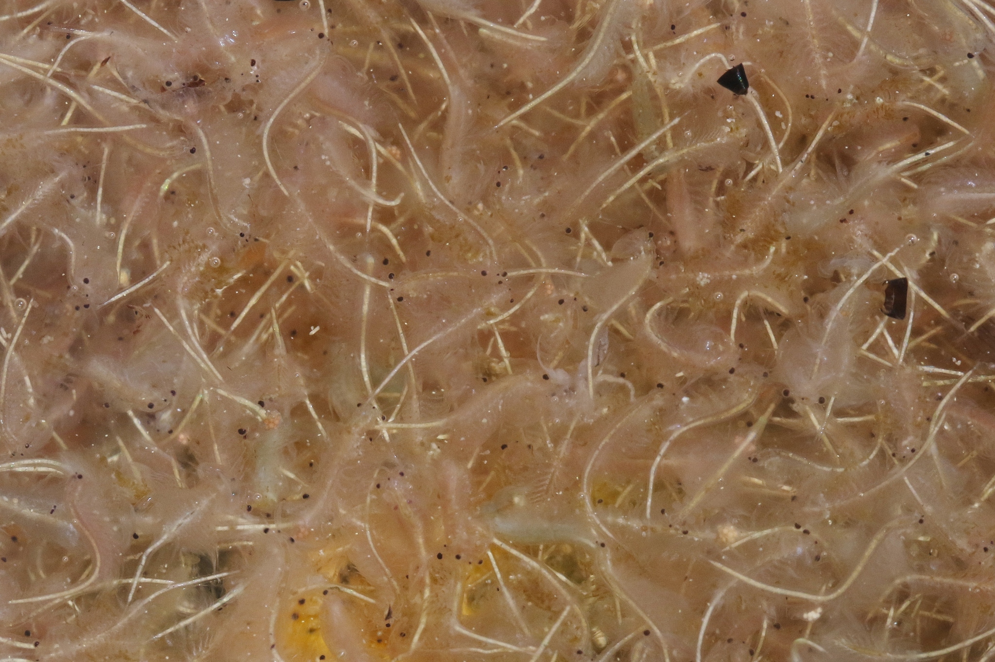Artemia monica Verrill, 1869