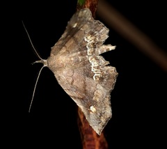 Throana pectinifer