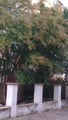 Lagerstroemia indica