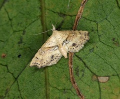 Hypenagonia